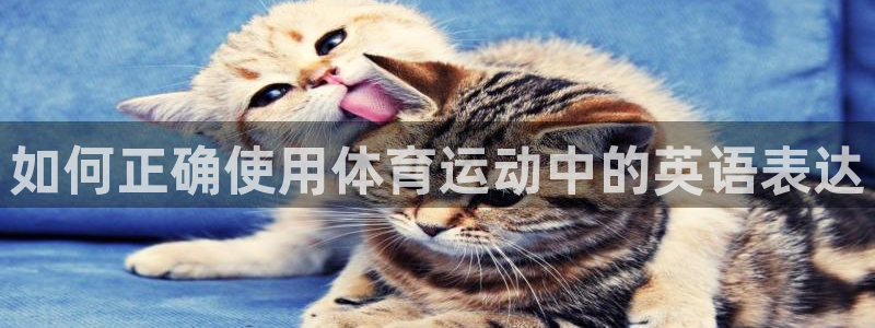 风速体育直播